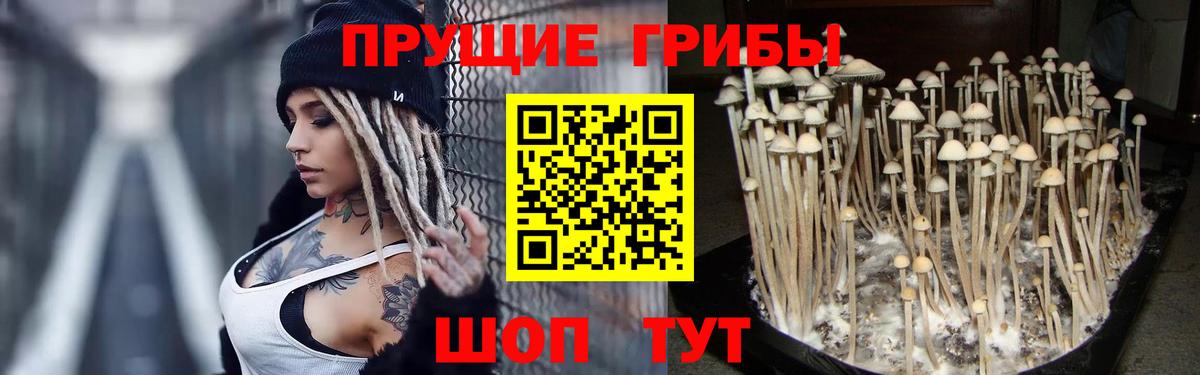 Братск  Псилоцибиновые грибы Magic Shrooms  Вход с VPN  купить  цена  Псилоцибиновые грибы ЛСД 